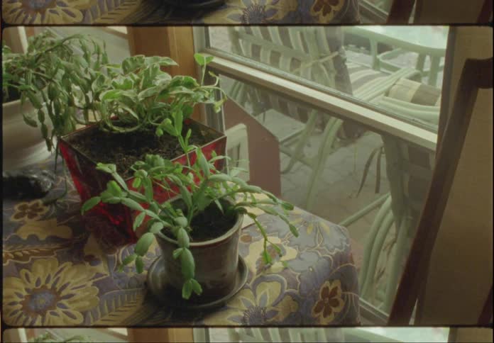 Pots with plants on top of a table