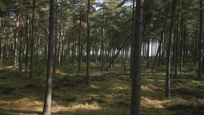 A fallen tree crosses a path in a forest of tall trees and vegetation