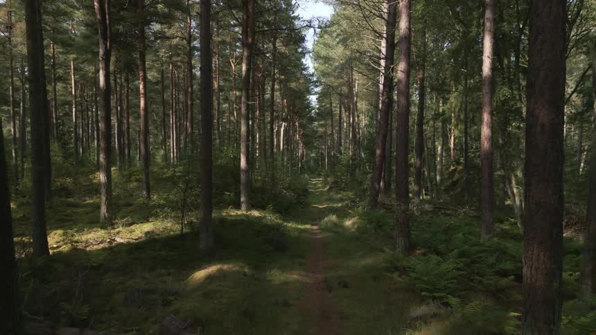 A path runs through a forest of tall trees and vegetation