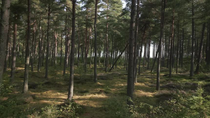 A heavily wooded area is moved through slowly