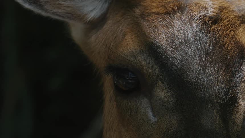 Deer raises its head to stare straight into the camera closeup