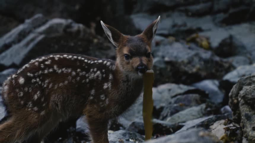 Bambi feeding food