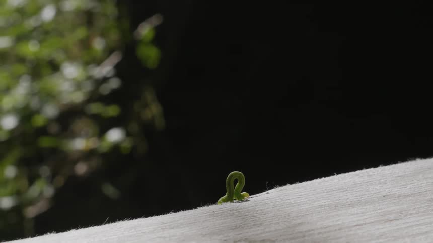Green caterpilar crawling outdoors at daytime