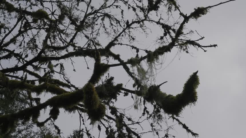 View of a tree with mud under a cloudy sky