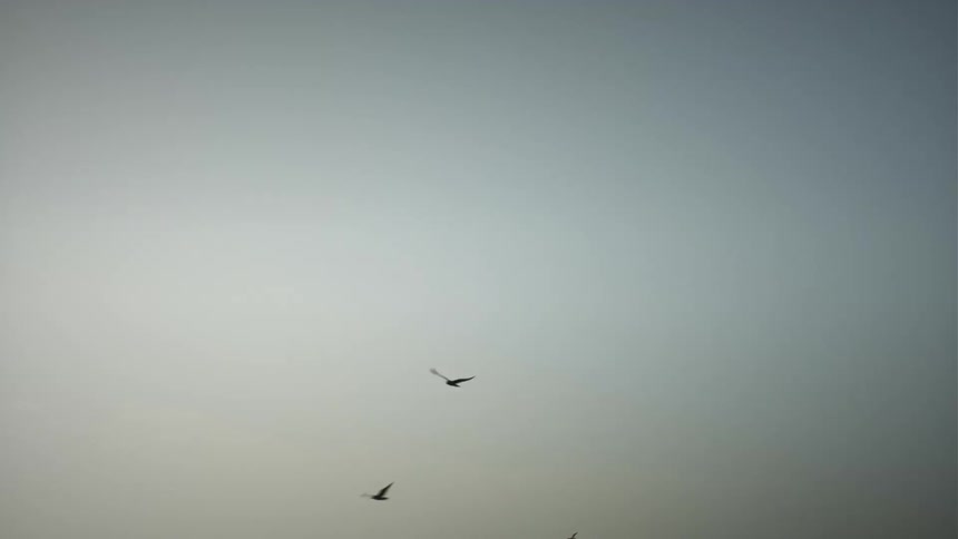A flock of birds splitting off which each bird flying across the sky in its own direction