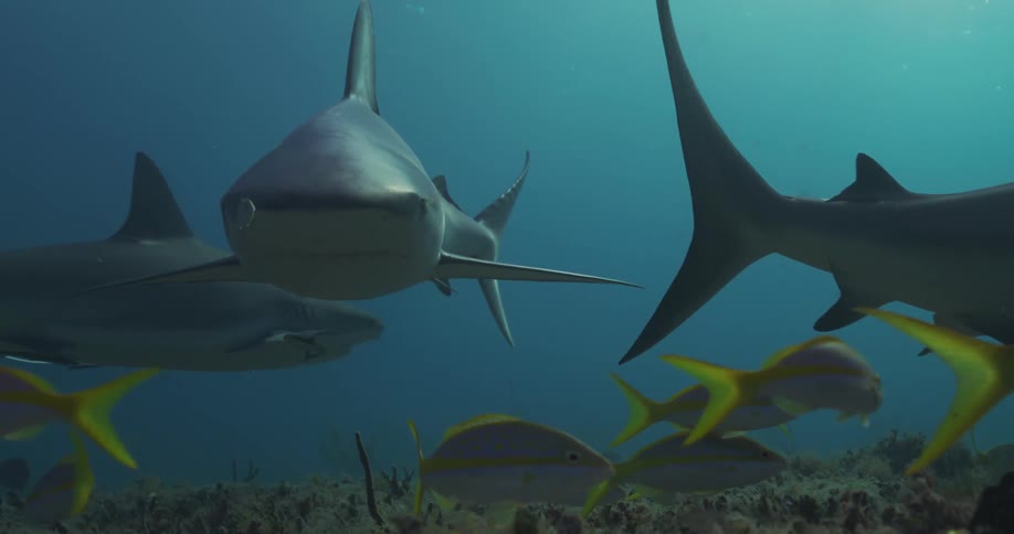 Sharks swim among small fish over the seabed
