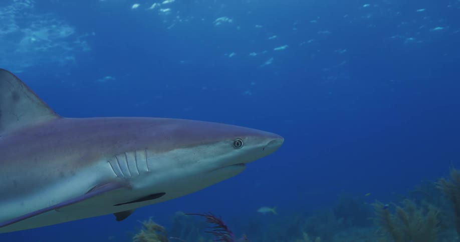 Shark swimming amidst fish and coral in the sea