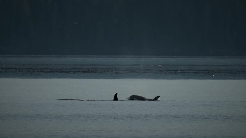 Orcas with their fins visible in the sea