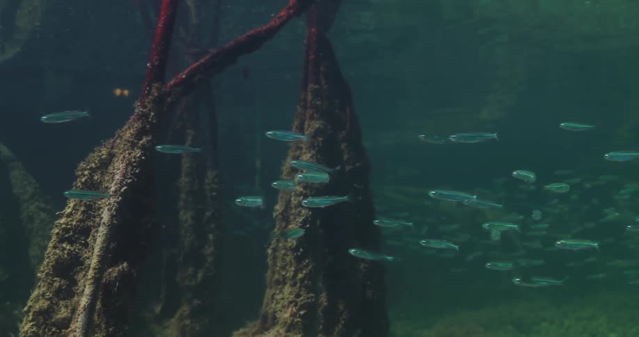 Large school of blue fish swims among encrusted objects on the seafloor