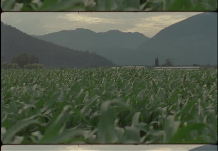 A large sugarcane plantation with a mountain range in the background on a cloudy day