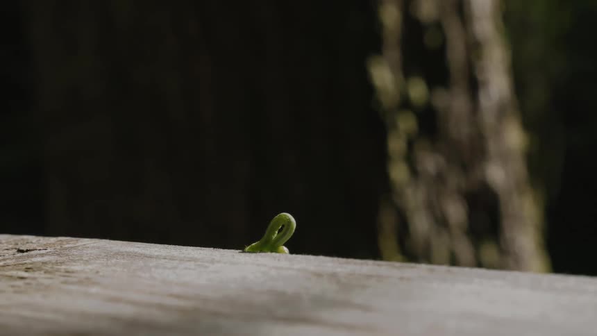 A light green worm crawls along a flat piece of wood outdoors
