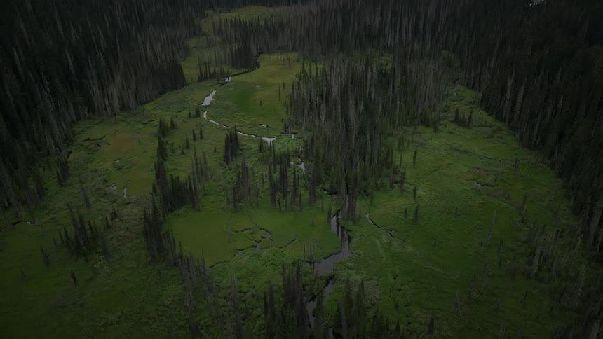 Aerial view of a forest with moss conifers and a small central river
