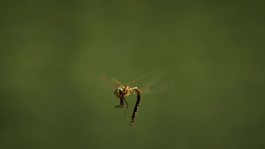 The sun shines upon a dragonfly as it holds its tail and moves its arms as it flies