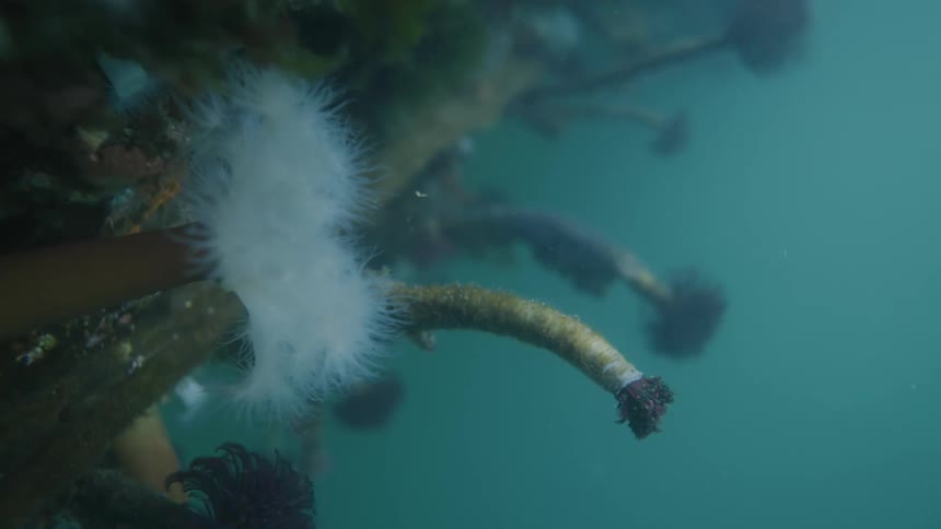 Sea anemones on a coral reef