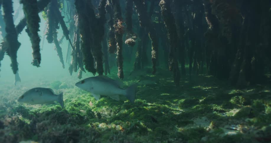 Fish swim through murky water between floating roots and seafloor