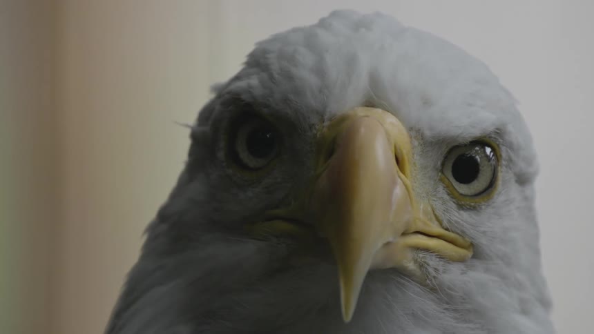 Portrait of an eagle