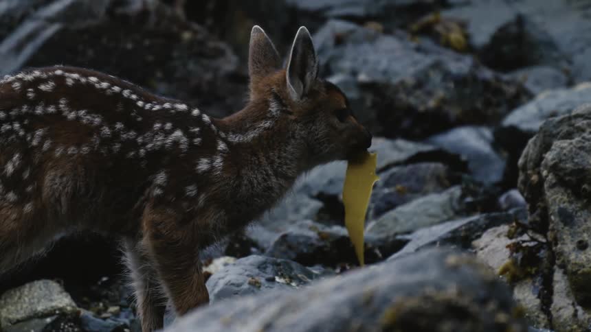 A deer calf is eating a leaf in a rocky terrain