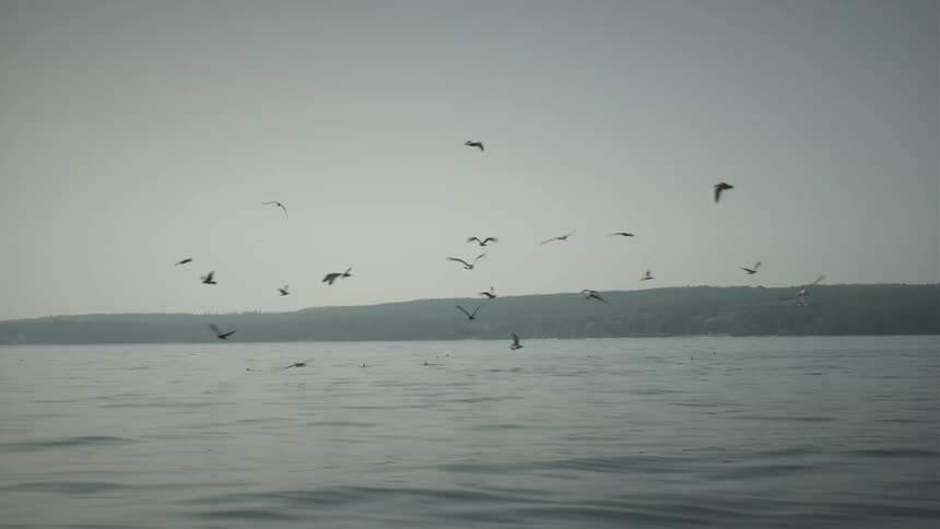 Seagulls fly low over the water along the coast under a hazy sky