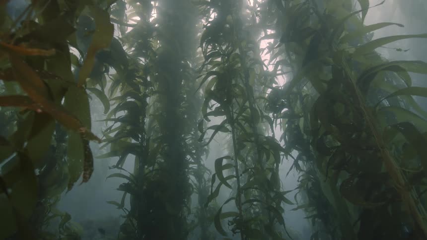 Kelp forest in ocean