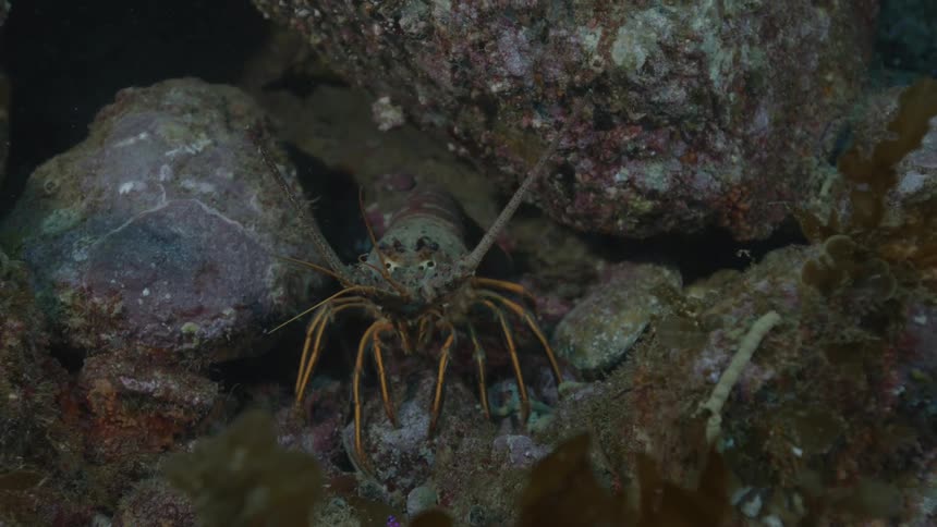 The lobster with a dark brown carapace and long spiny antennae