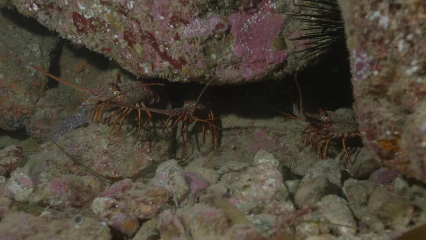 Lobster group in coral reef