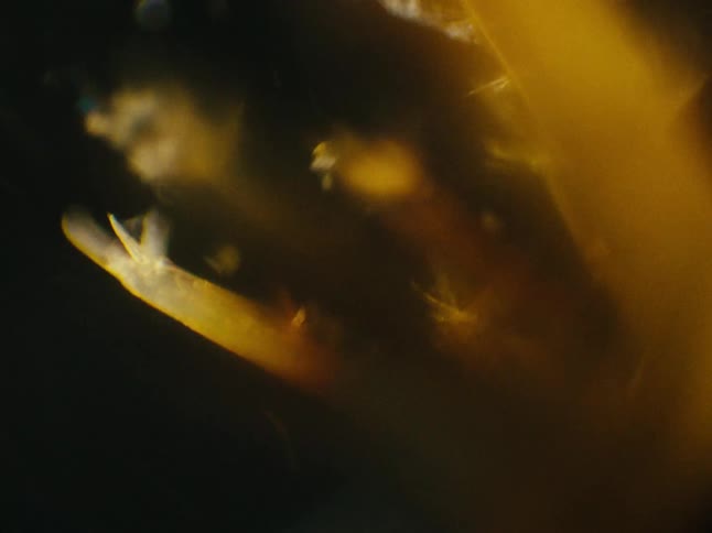 An object with golden stems being pushed upwards with some wind force