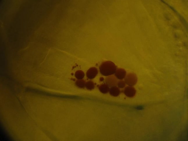 Red bubbles float in the liquid