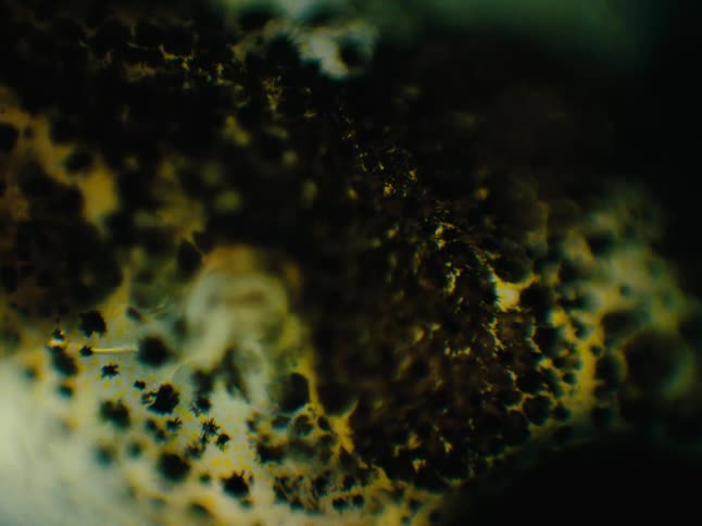 Lumpy portions of skin contrast with black and yellow areas