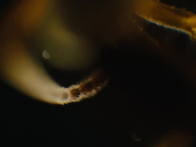 Close up of spiders thin legs