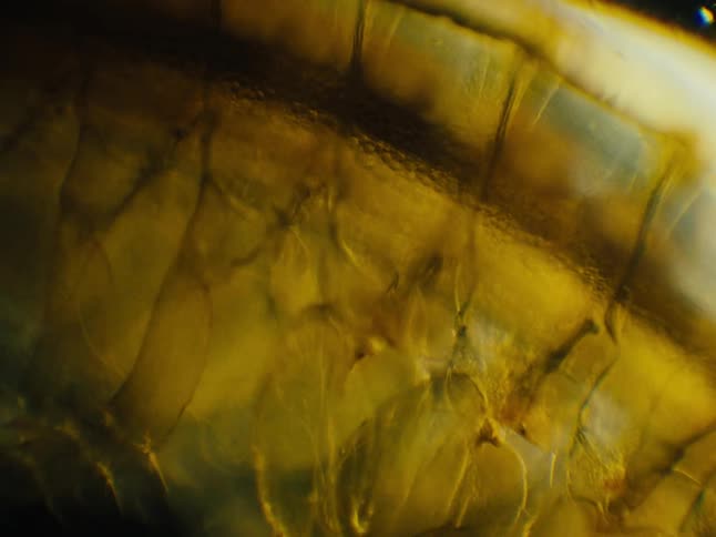 A golden and yellow object with texture and layers with some parts vibrating
