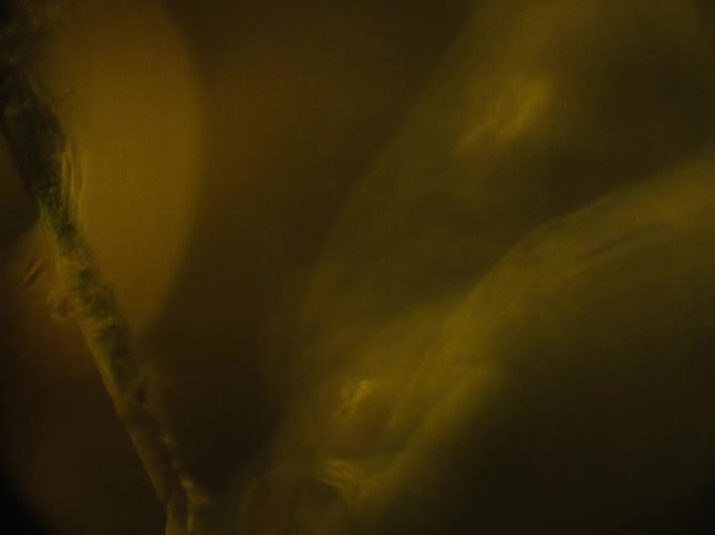 Animals body throbs under murky water