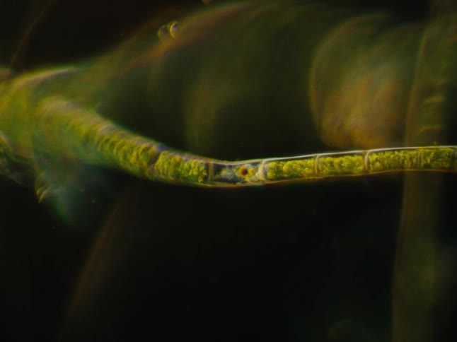 A strange green shape with liquid