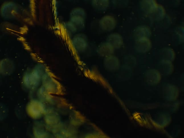 Closeup of a hairy insect leg