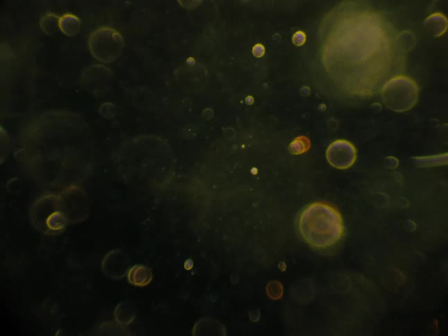 Several small bubbles on a green background are swirling