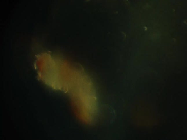 Multicolored globs float in shaking murky fluid