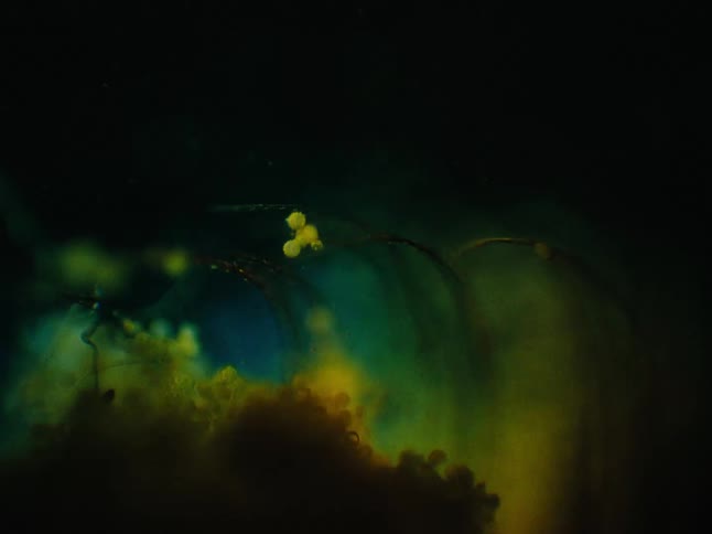 Light brightens then darkens briefly revealing eggs in murky water