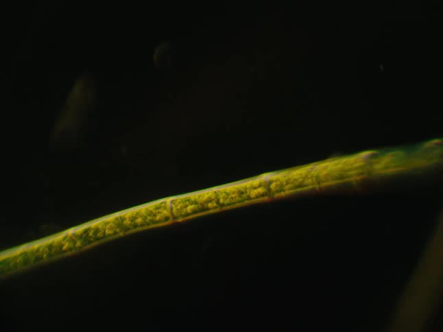 Microscopic shot of plant strands falling