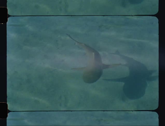 A small shark swimming in shallow and crystal clear waters