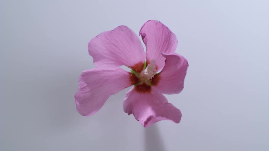 A flower with pink petals