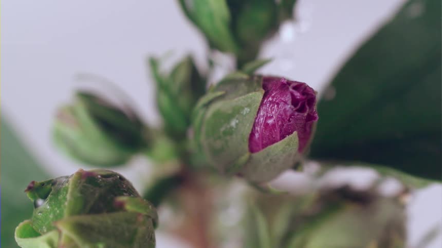 Water spills over a red rosebud