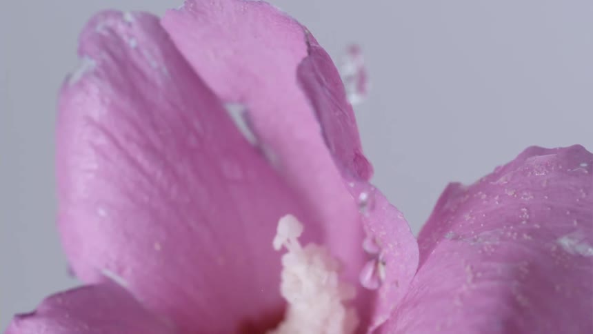 Water droplets slowly fall onto the petals of a pink flower