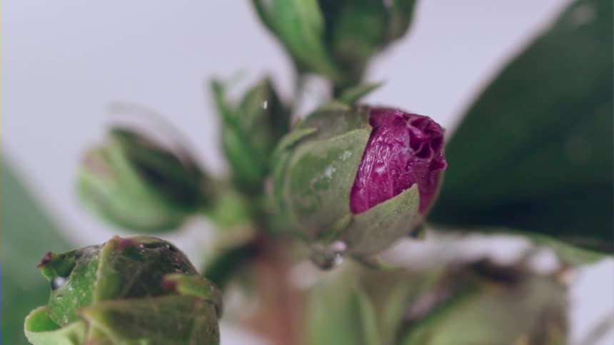 Water droplets fall down on rose buds