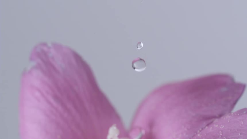 Drops of water falling on the flower petal