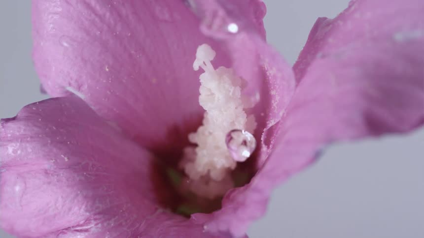 Small waterdrops fall into the center of a purple flower