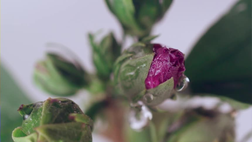 Drops of water falling on pink flower bud