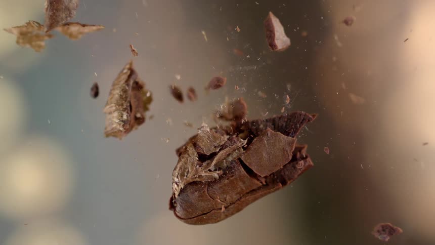 A small coffee bean exploding into several pieces