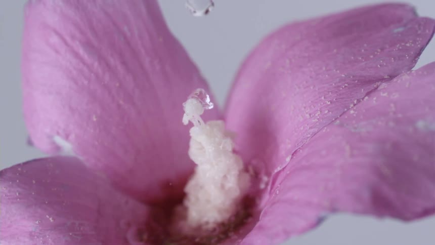 A pink flower being watered by drops of water