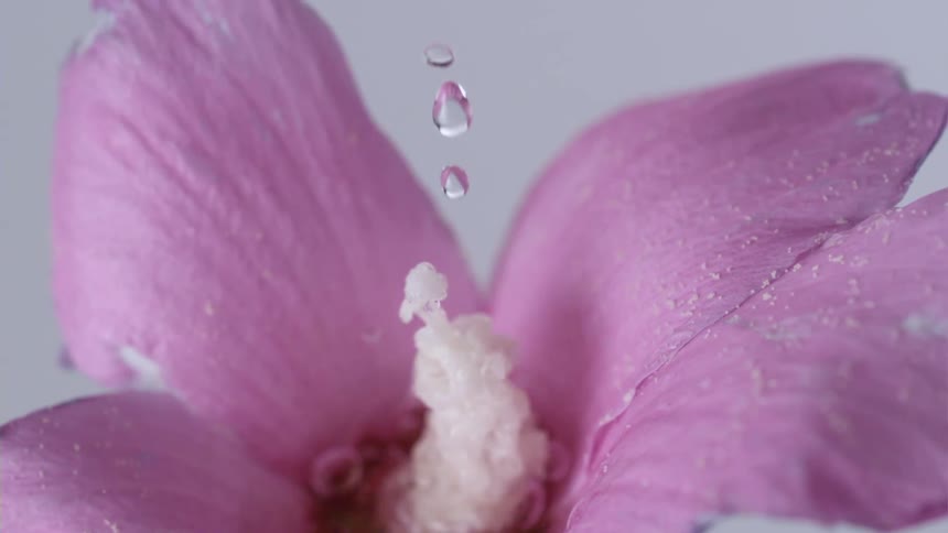 Droplets of water on a flower