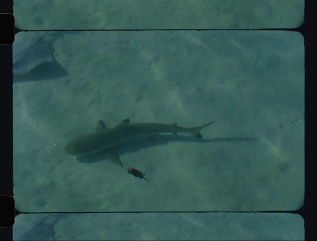 Marine animals like sharks and fish in motion