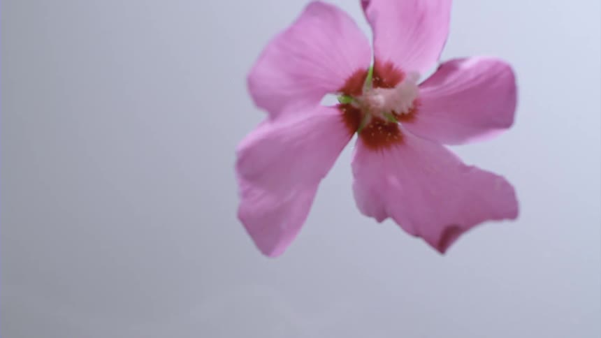 A pink flower with several petals falling to the ground